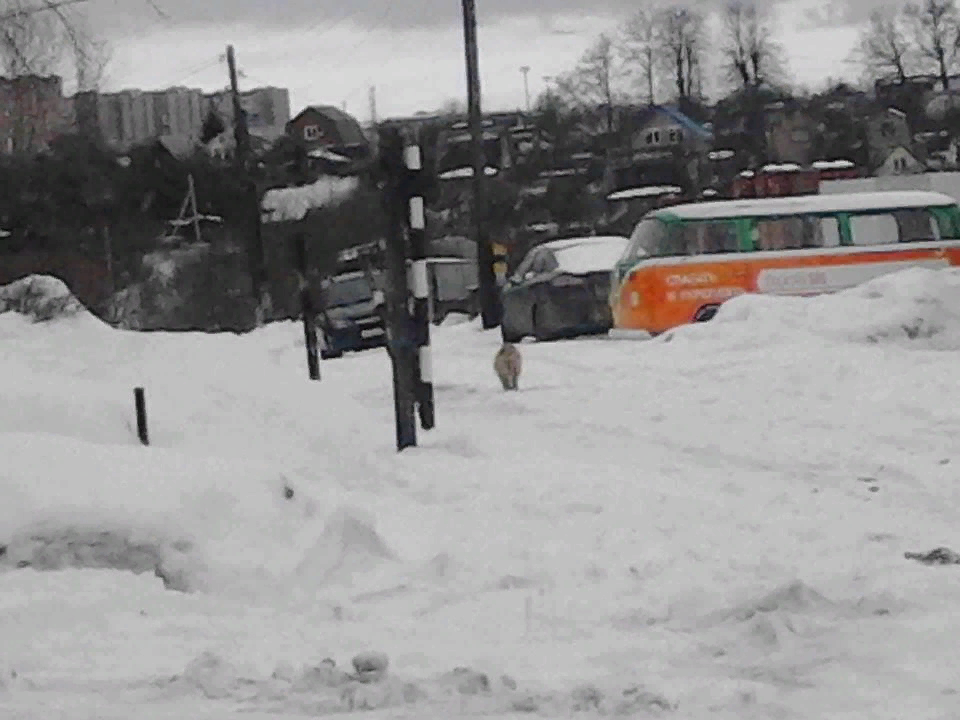 Бродячая жизнь на улице. Здесь я ее нашел после долгих поисков