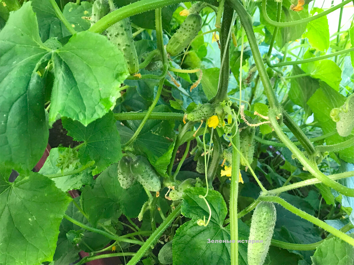 К моменту омоложения уже вот такие "джунгли"