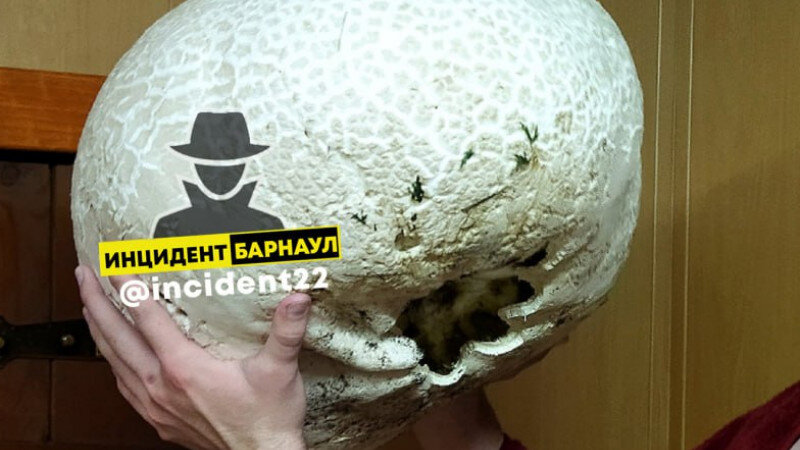     Гриб дождевик. "Инцидент Барнаул"