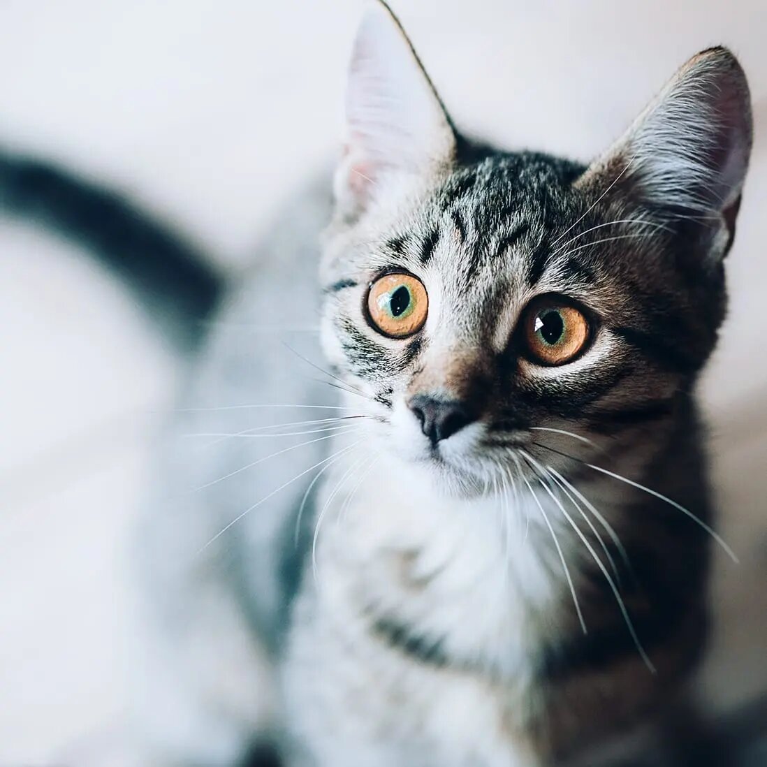 Серенький Воробушек. Невероятно умный, ласковый котенок, который очень  хочет обрести дом | lexiandko зооволонтер | Дзен