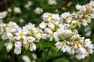    Гречиха в аптекарском огороде ©@hortus_ru