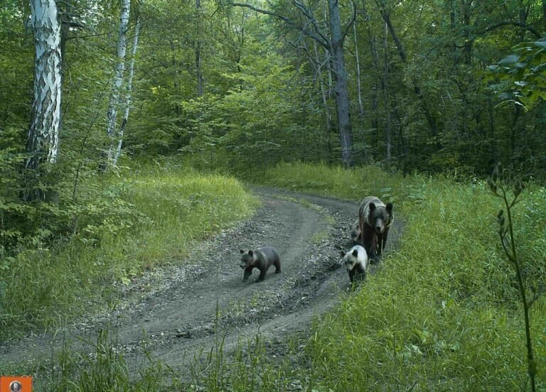    Фотоловушки оренбургского заповедника «Шайтан-Тау» запечатлели медведя, волка и рысь Андрей Севостьянов