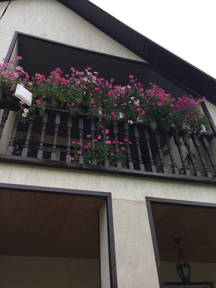 Петуниям на лоджии самое место. Свежий ветерок, ласковое солнышко. Иллюстрации к статье автора.