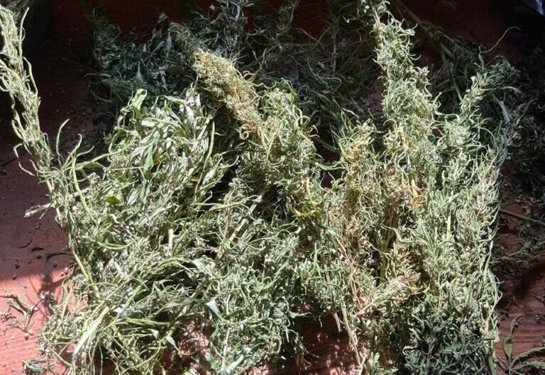    В Оренбуржье выявили 46 преступлений по незаконному обороту наркотиков Кристина Просвиркина