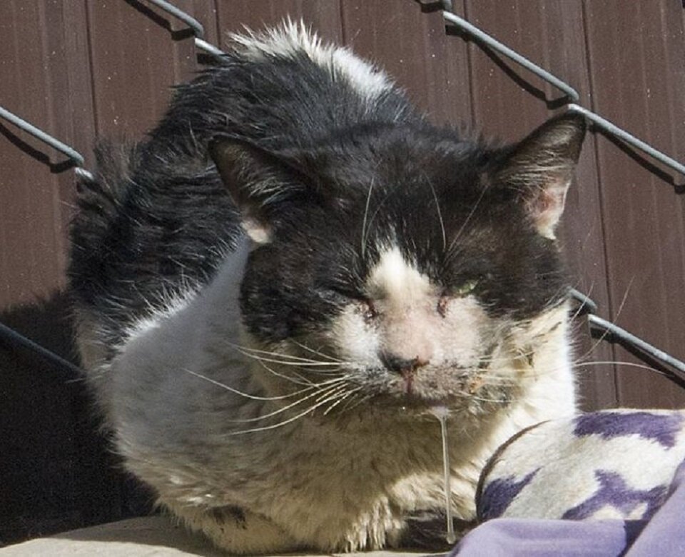 Дворовый кот. Толстый кот похудел. Кошка исхудала. Очень при очень жирный кот. Спасение бездомных котов.