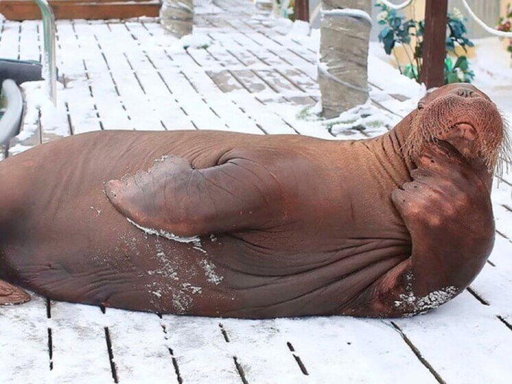    Фото: Ярославский дельфинарий