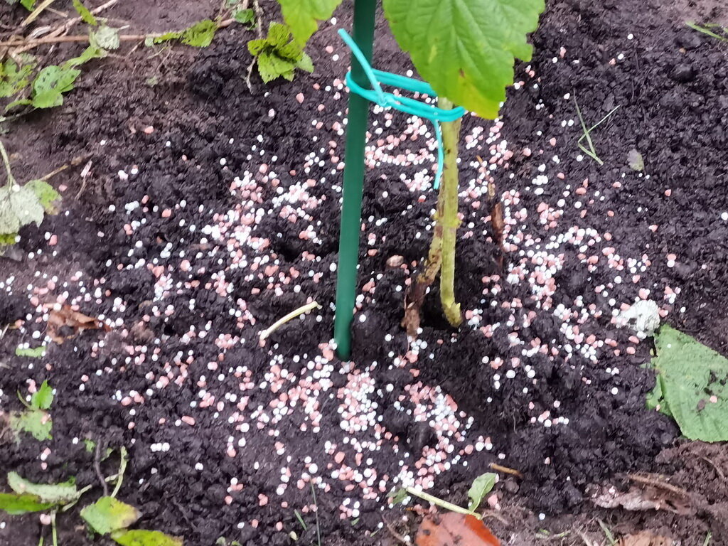 Plantarea de toamnă de zmeură