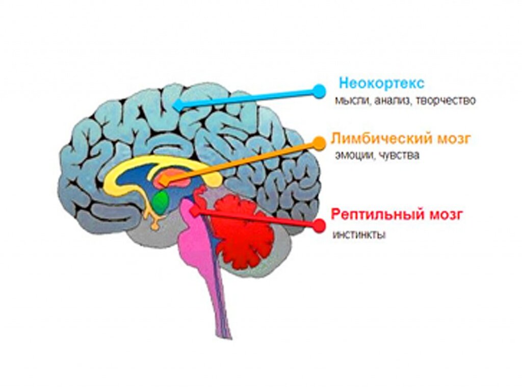 источник: https://www.sviyash.ru/upload/medialibrary/895/chelovecheskiy-mozg.jpg