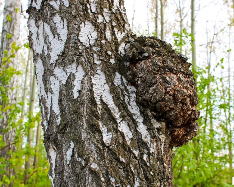 Березовый сувель легко перепутать с чагой. Внешне они очень похожи!