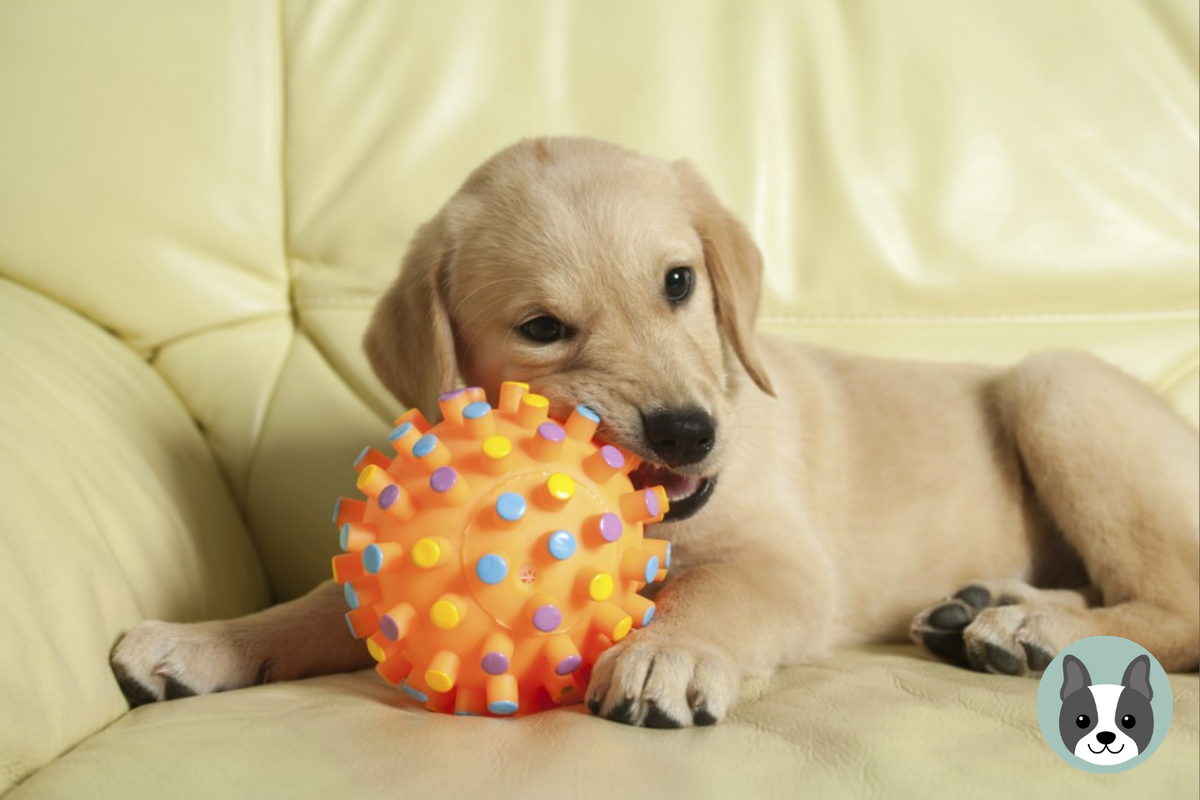 Учитывайте возраст и размер вашей собаки