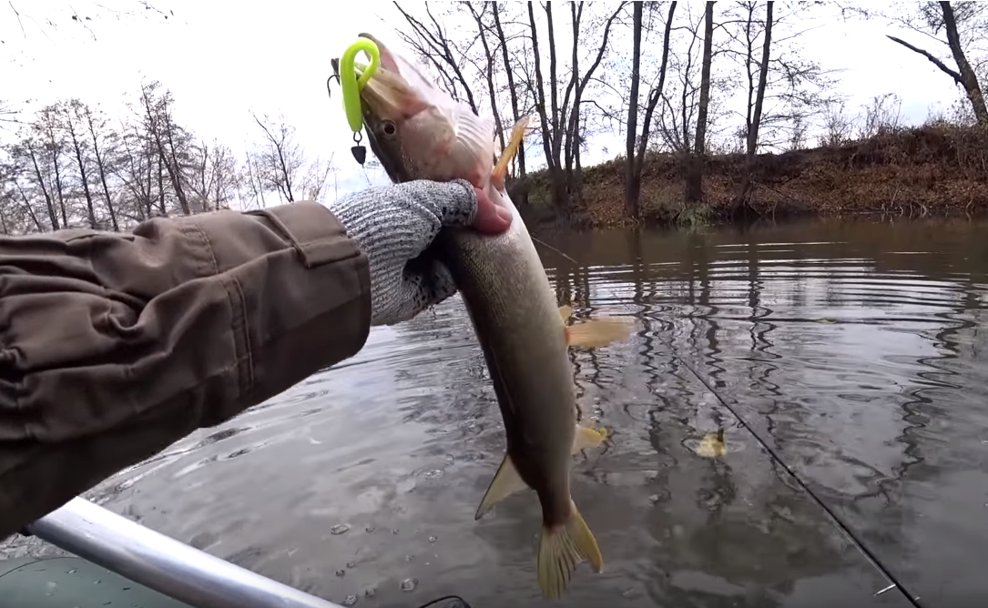 Щучка чуть больше предыдущей. На ней обнаружил пиявку — это означает то что она долгое время ожидала на одном месте. Отпускаю.