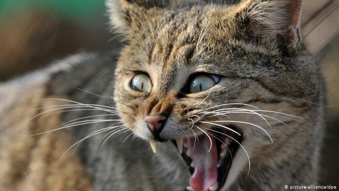 Еще один способ лечения Панических Атак | Игорь Зыбин | Дзен