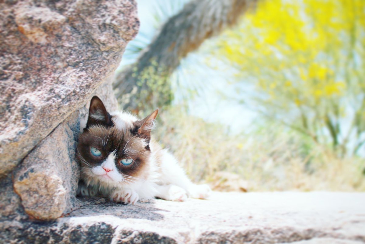 За жизнь кошки боролись лучшие специалисты, фото https://twitter.com/RealGrumpyCat