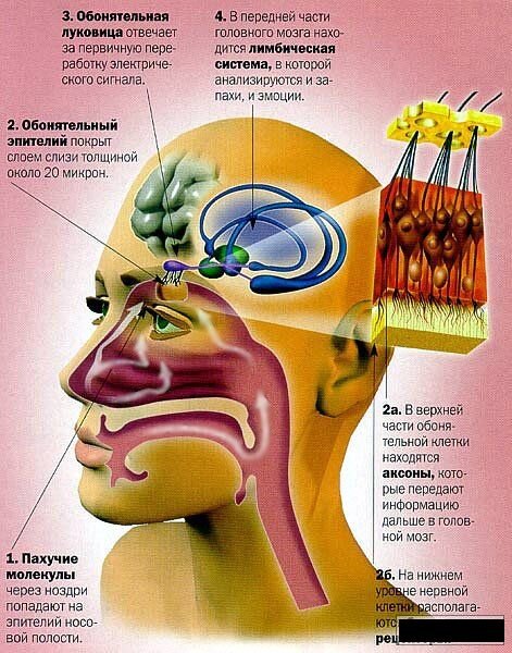 Система обоняние человека.