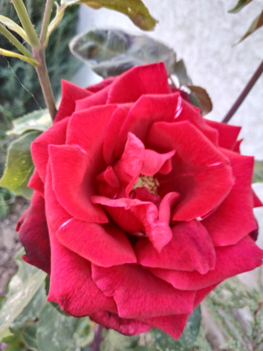  Доброго времени суток, дорогие друзья! Все мы с вами любим розы, они являются символом любви и счастья. В домашних условиях можно легко приготовить Розовую воду для ухода за кожей лица.