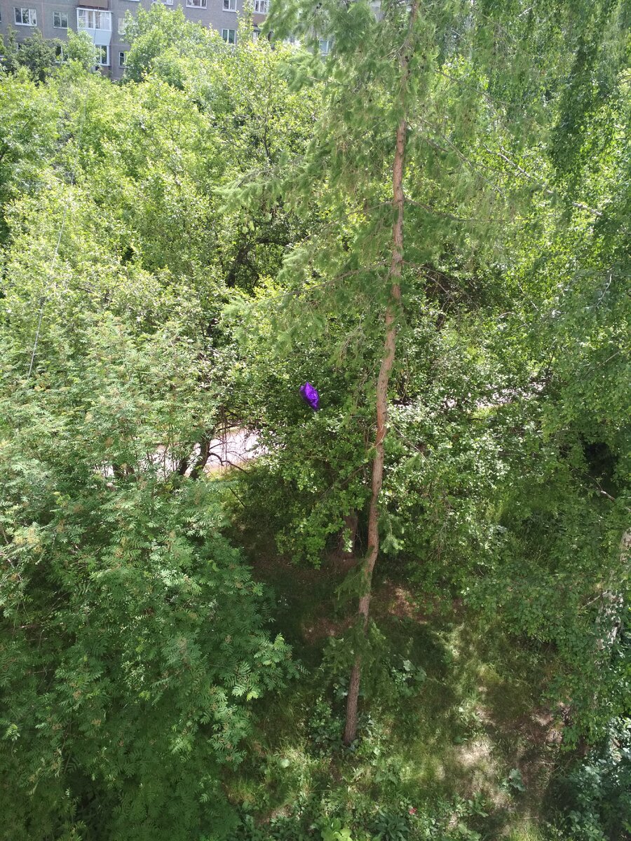 Увидел  шарик среди веток?
