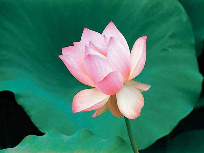 В нашем мире столько злости, зависти, обиды и боли… Всё это сказывается на нашем здоровье как физическом, так и душевном. Нужно уметь очищаться, отпускать злость и обиды, чтобы в вашем сердце царили покой, безмятежность и, конечно, любовь. Это стихотворение приносит умиротворение и душевный покой. Читайте его чаще и вы почувствуете облегчение: уходит боль, становится светло и легко на душе… Это стихотворение лечебное. Когда его читаете, необходимо ярко представлять себе все, о чем говорится в тексте.