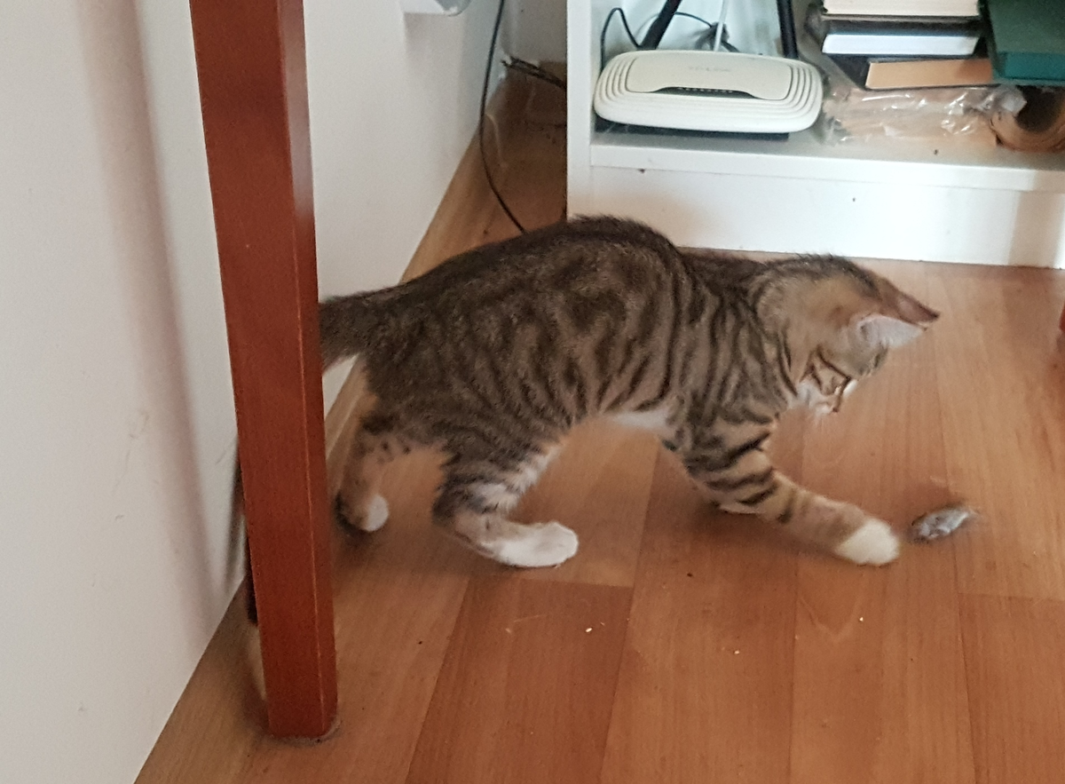 Казимиру 3 месяца. Инициация прошла на высшем уровне. 