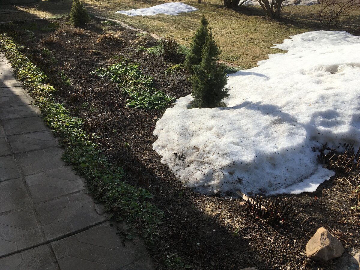 Снег еще не сошел, а травянистый пион уже показался