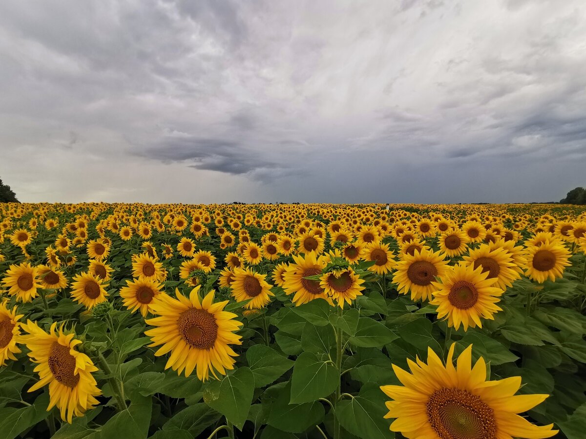 Улица подсолнух