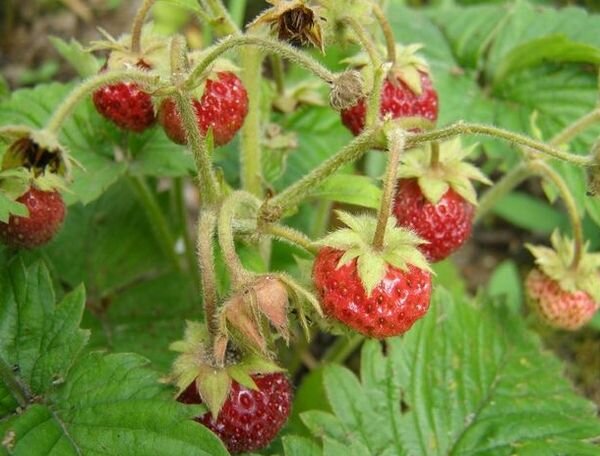 Мелкая клубника