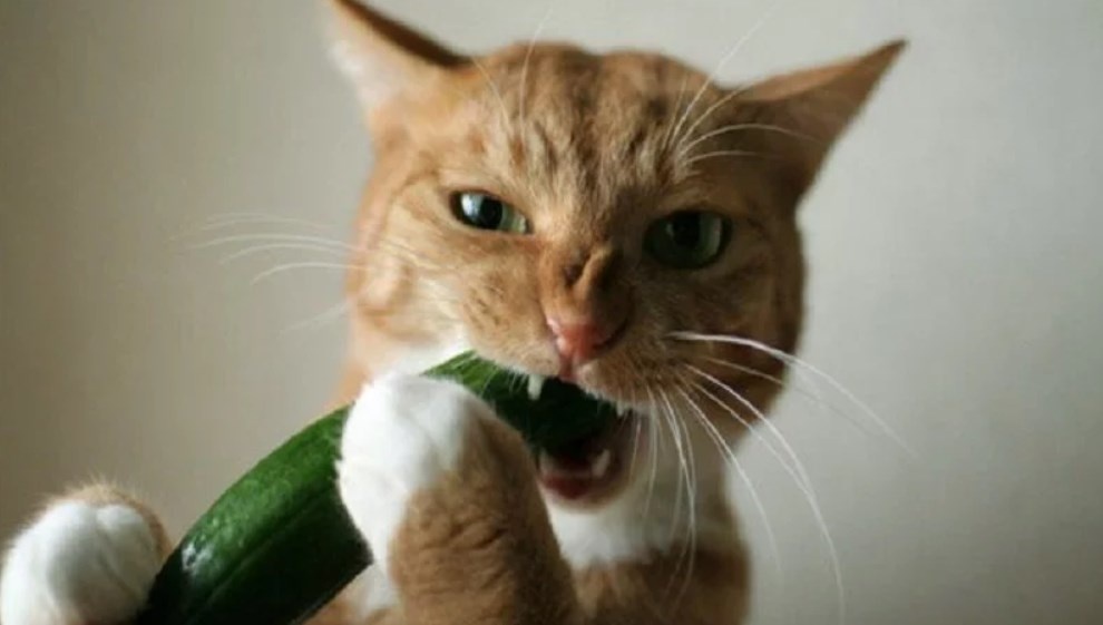 Когда огурец был не страшным, а котик - голодным.