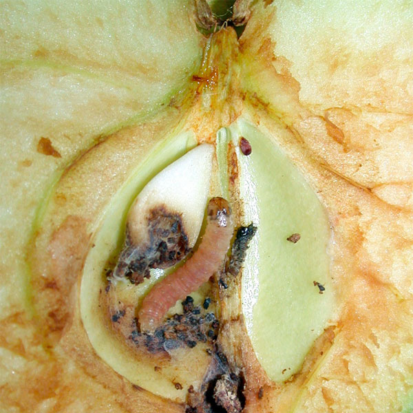 Взято с гугл картинок