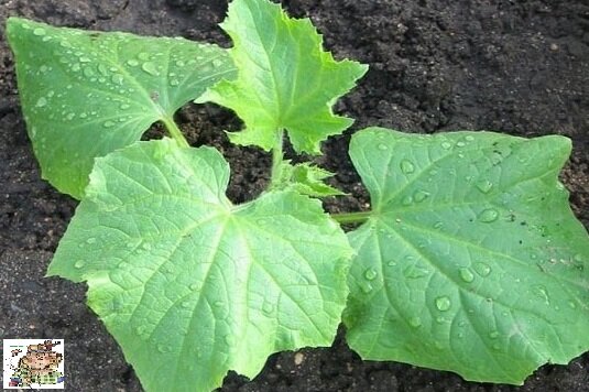 3 - 4 огуречных листа - первая подкормка.