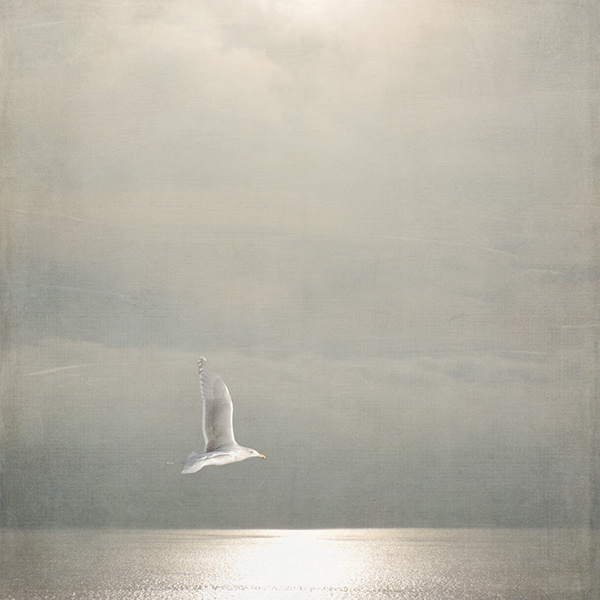 Sally Banfill, "Where the gulls cry"