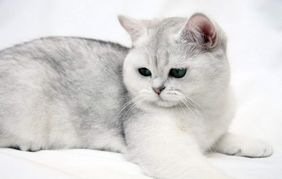 Фото взято из открытых источников поисковика "Яндекс"