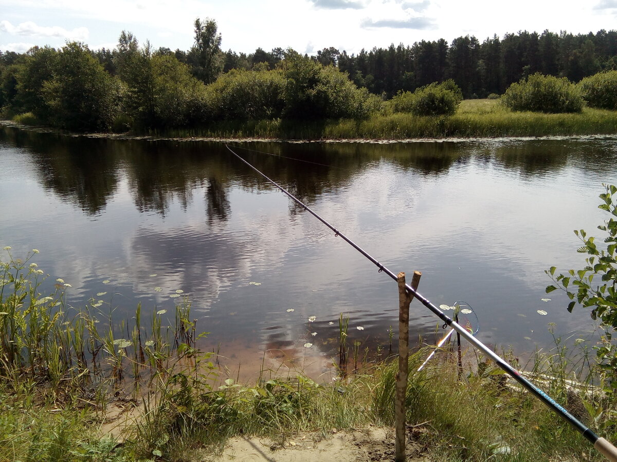 Река Желча Псковская область