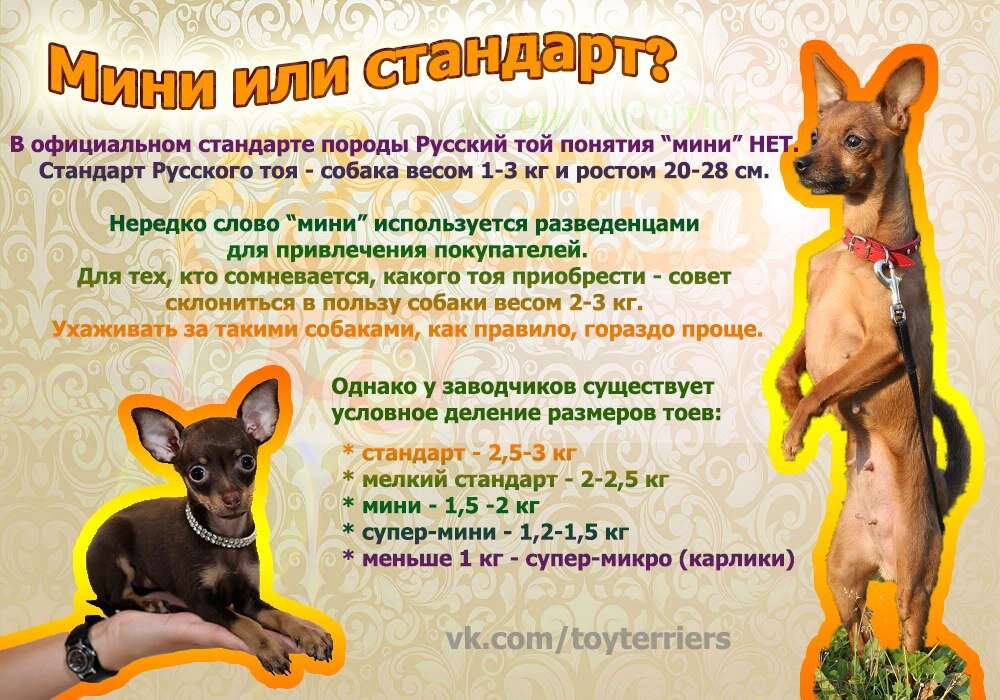 Чихуахуа рост вес. Вес мини той терьера. Русский той терьер вес. Той терьер Размеры. Размер той терьера по месяцам.