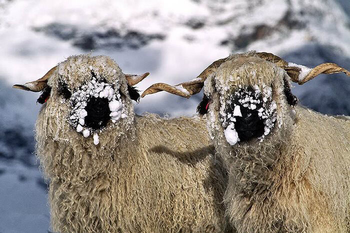 Поделки козы - овцы своими руками