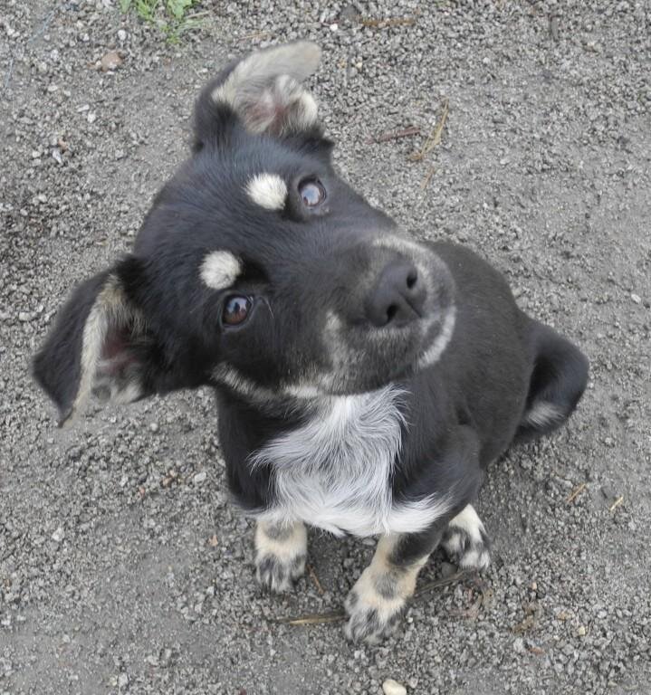 Ну-ка, ну-ка, дай посмотрю! И это не хозяин...