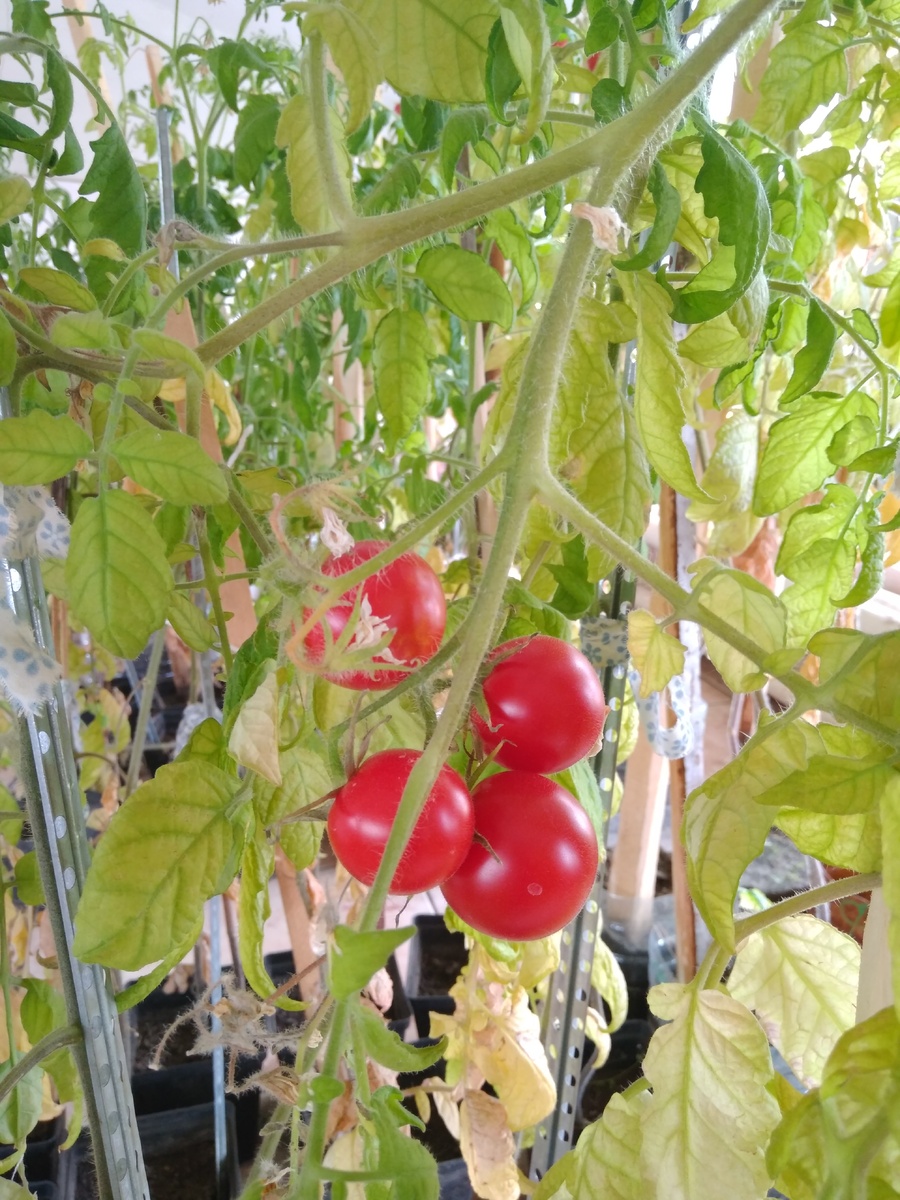 Томат может свести с ума только своим замечательным вкусом 