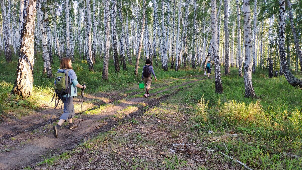 Березовых рощ таких в Британской Колумбии, конечно, не водится