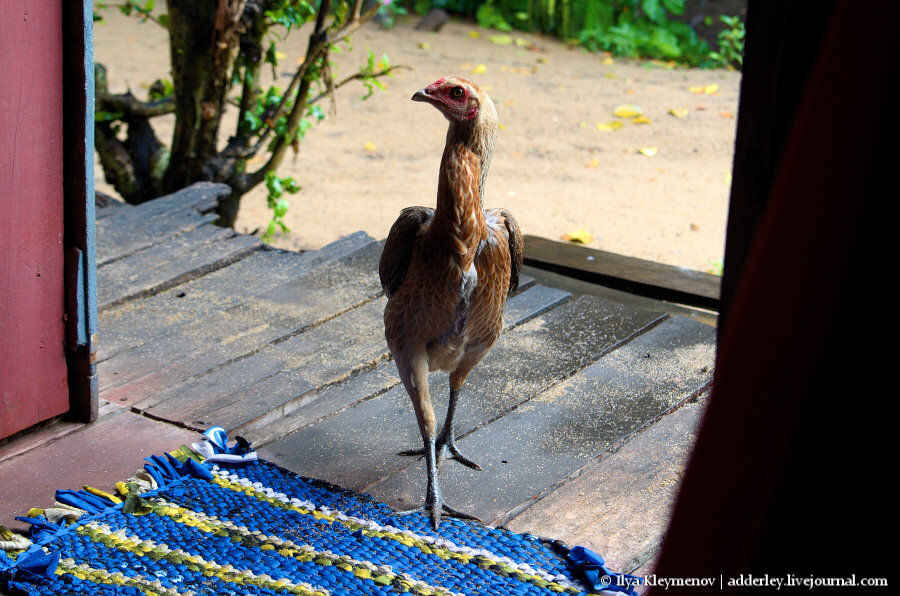 2. В бунгало заглянула курица, которая все утро кудахтала где-то рядом.

