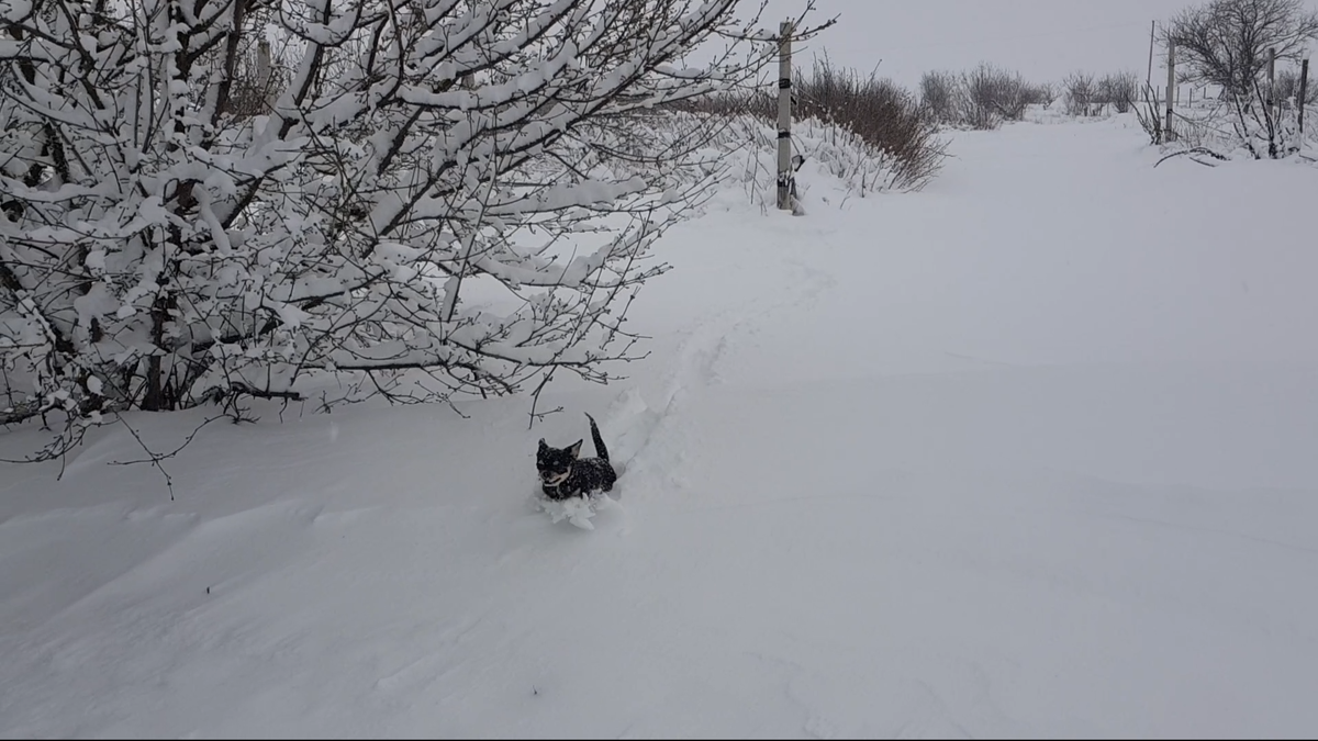 Чихуахуа в снегу