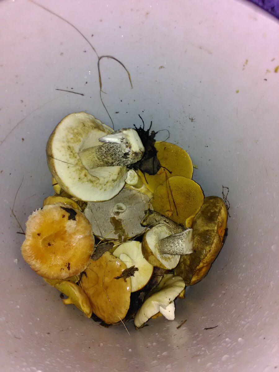 Фото автора. Совсем на донышке за часов пять блуждания.