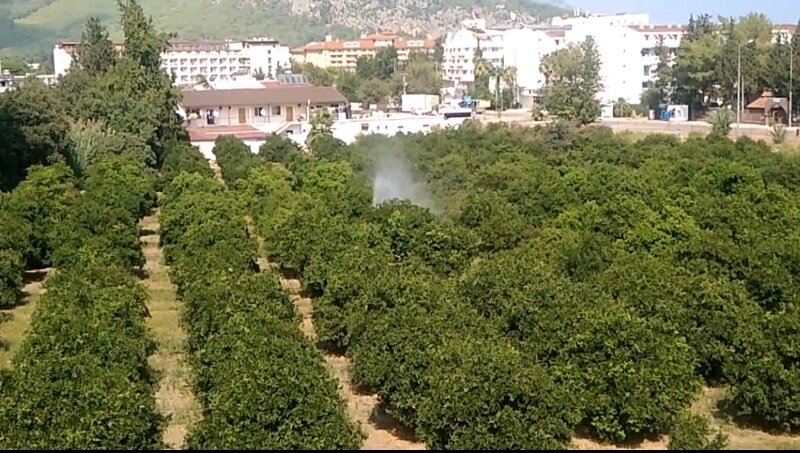 Деревья растут ровными, красивыми рядами