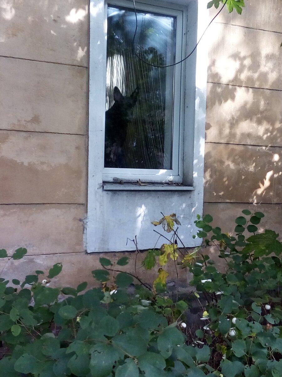 А это, кстати, окно, которое по дороге в тот самый магазин, где клей. Там постоянно сидит эта собачка. Как кошка на окне, но собака