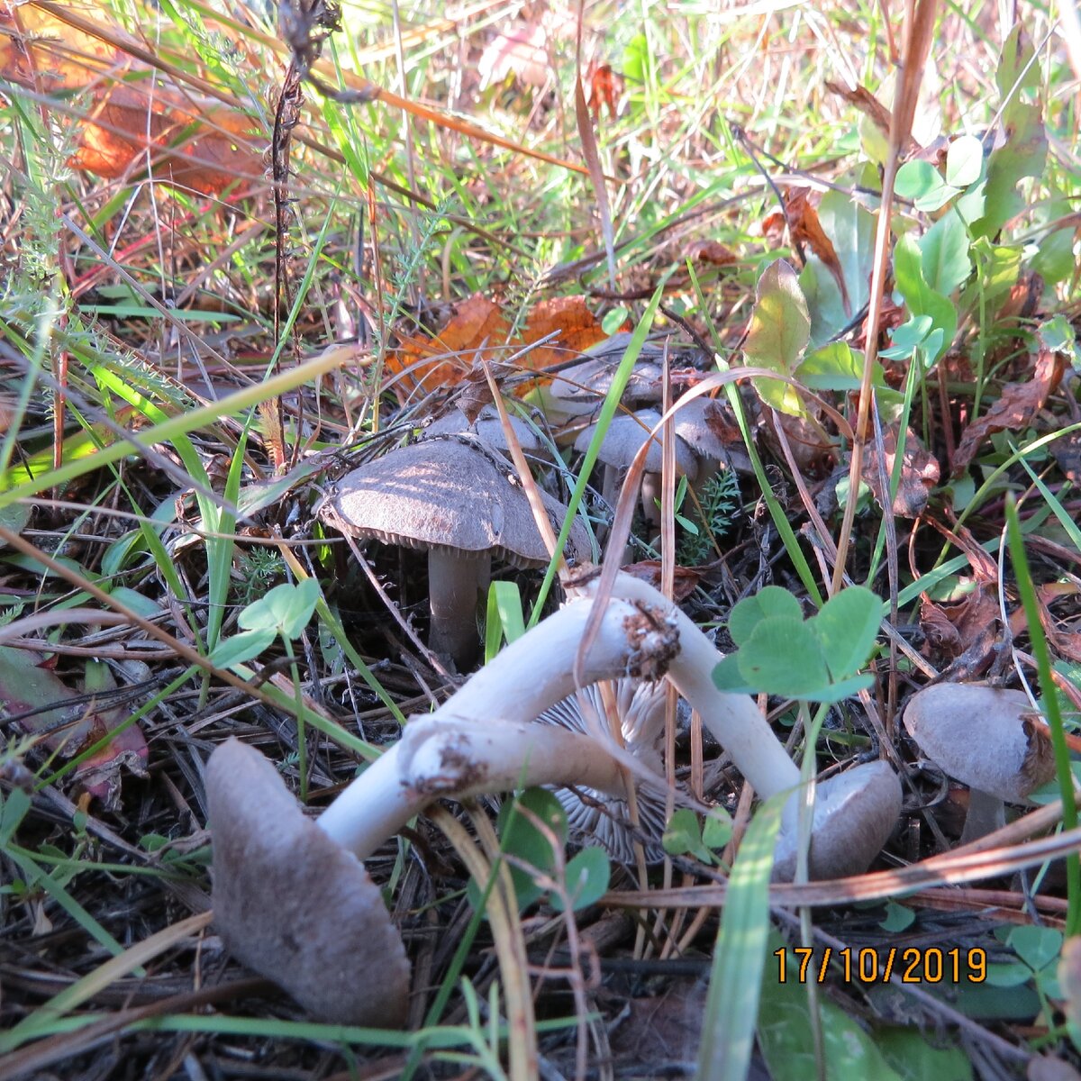 Остатки мышат по краю в траве.