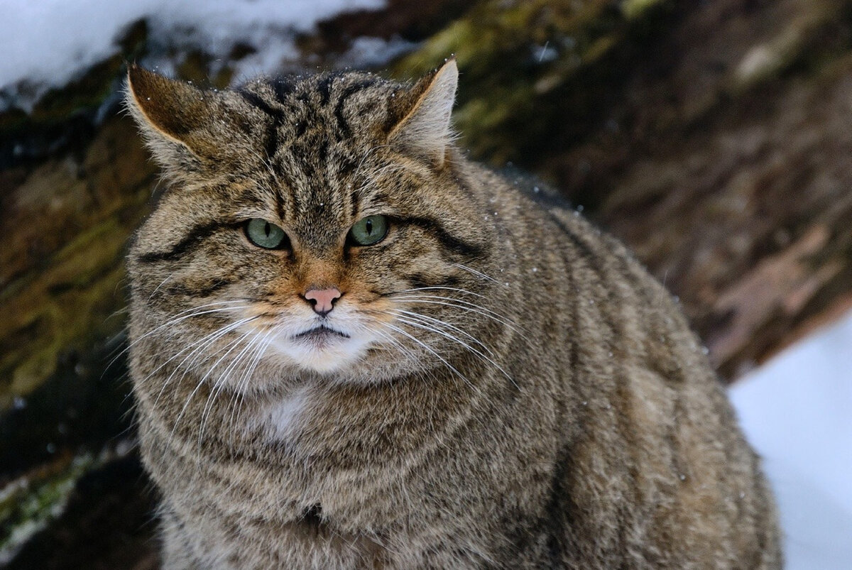 Колченогая кошка: что это значит и какой у нее особый характер