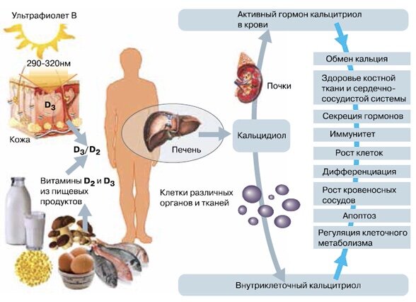 Схема получения и значение витамина D