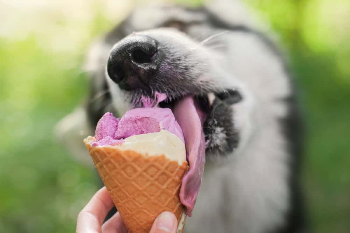 Почему собаке сладкое. Мороженое для собак. Собака с мороженым. Щенки с мороженкой. Животные и сладости.