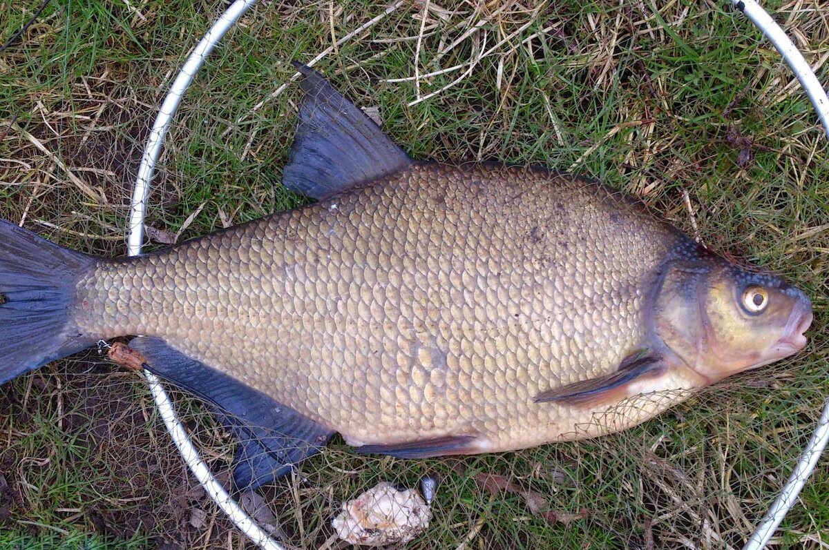 Домашняя прикормка для леща: рецепты по временам года | На крючке 🎣 | Дзен