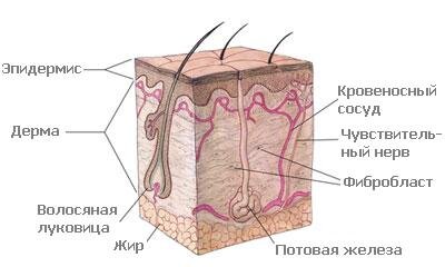 Послойная схема строения кожи человека, автор: National Institute of General Medical Sciences, перевод Ярцева В.Д. - Иллюстрация с сайта NIGMS с изменениями., Общественное достояние, https://ru.wikipedia.org/w/index.php?curid=1483103