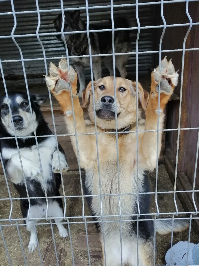 Ногинский приют для собак