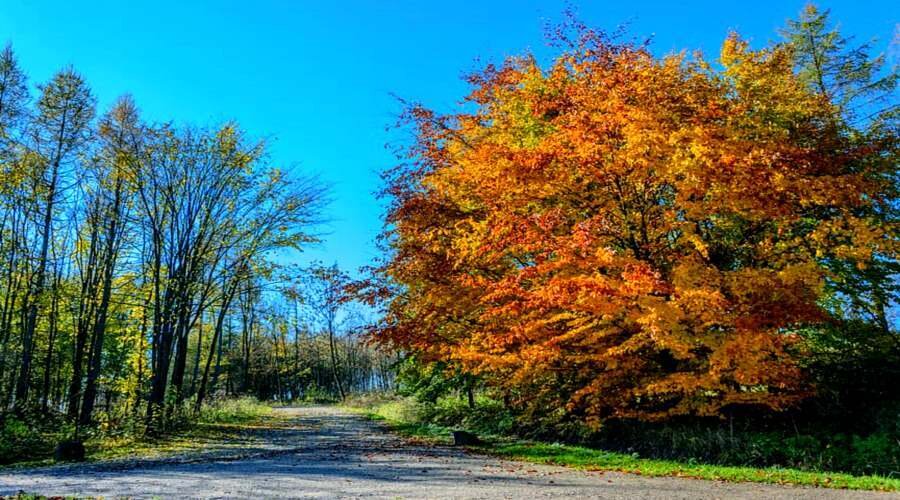 Почему осенью желтеют листья на деревьях?
