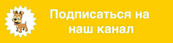 Канал - Профессионально о собаках